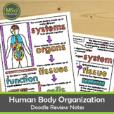 Levels of Organization in Human Body Doodle Sheets Visual 