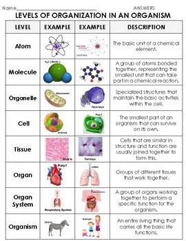 levels of organization in living things sort atom to