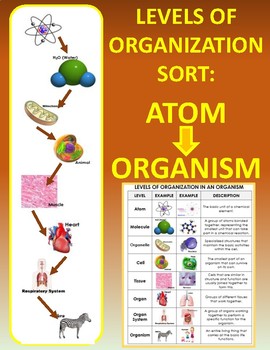 Preview of Levels of Organization in Living Things SORT: Atom to Organism