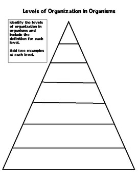 Preview of Levels of Organization in Organisms Pyramid