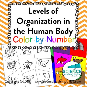 Preview of Levels of Organization in the Human Body Color-by-Number