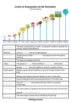 Preview of Levels of Organization of Life Worksheet