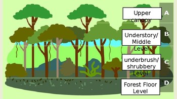 Levels of the Forest by elementarymagic | Teachers Pay Teachers