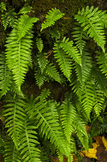 Licorice Fern (Polpodium glycyrrhiza) stock photo $50