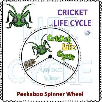 life cycle of a cricket