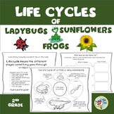 Life Cycle of an Insect, Life Cycle of a Plant, Life Cycle