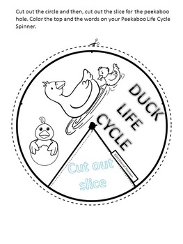 Duck "Life Cycle" by Donna Thompson | Teachers Pay Teachers