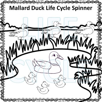 Mallard Duck Life Cycle Clipart Download - Clipart 4 School