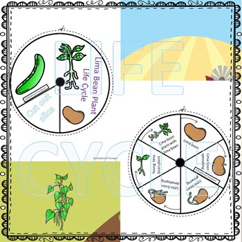 life cycle of a lima bean plant