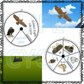 Golden Eagle Life Cycle Spinner