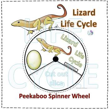 Life Cycle Of A Lizard Diagram