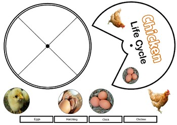 Preview of Life Cycle A3