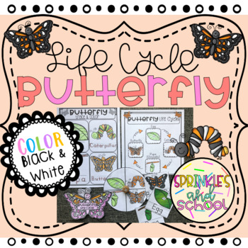 Preview of Life Cycle BUTTERFLY