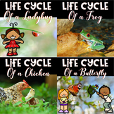 Life Cycle Bundle for Prek- 1st grade Butterfly, Frog, Lad