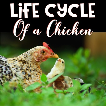 Preview of Chicken Life Cycle Educational Unit for preK-1