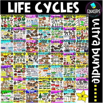 Preview of Life Cycles Clip Art Ultra Bundle {Educlips Clipart}