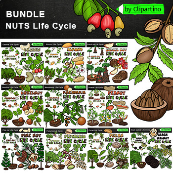 Preview of Nuts Life Cycle Clipart bundle /Commercial use /Tree life cycle/ Science clipart