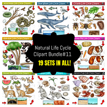 Preview of Life Cycle Clipart Mega Bundle #11