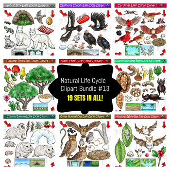 Preview of Life Cycle Clipart Mega Bundle #13