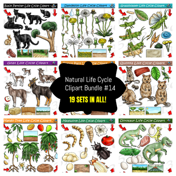 Preview of Life Cycle Clipart Mega Bundle #14