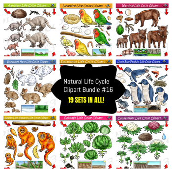 Preview of Life Cycle Clipart Mega Bundle #16