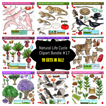 Preview of Life Cycle Clipart Mega Bundle #17