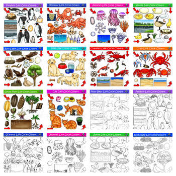 Pika Life Cycle Clipart Set Download - Clipart 4 School