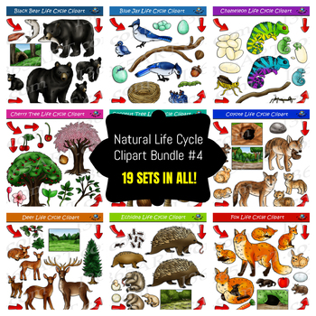 Preview of Life Cycle Clipart Mega Bundle #4