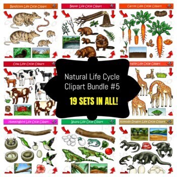 Preview of Life Cycle Clipart Mega Bundle #5