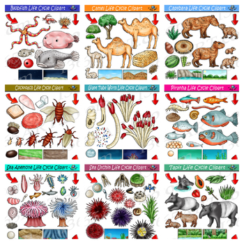 Capybara Life Cycle Clipart Set Download - Clipart 4 School