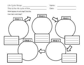Life Cycle Chart Template
