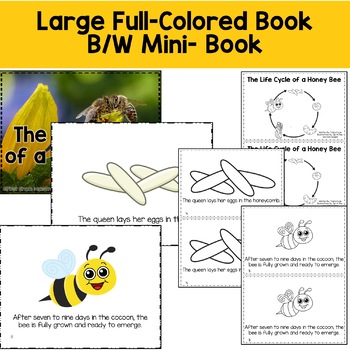 Honey Bee Life Cycle by First Grade Maestra | Teachers Pay Teachers