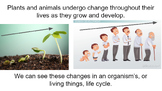 Life Cycle Lesson Slides - Plant and Deer Life Cycle