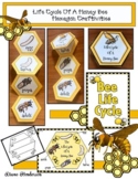 Life Cycle Of A Bee Hexagon Bee Craft & Bee Activities