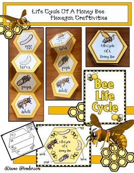 Bee Life Cycle Wheel Spinner Craft And Activity - Honey Bee Life Cycle –  Non-Toy Gifts