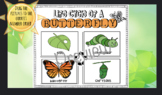 Life Cycle Of A Butterfly: Interactive Google Slide