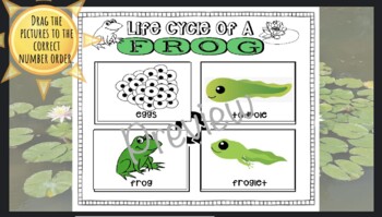 Preview of Life Cycle Of A Frog Google Slide