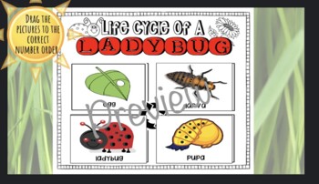 Preview of Life Cycle Of A Ladybug: Interactive Google Slide