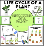 Life Cycle Of A Plant Hat | Plant Cycle Handout | Lesson H