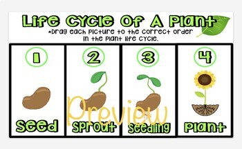 Preview of Life Cycle Of A Plant Interactive Google Slide
