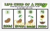 Life Cycle Of A Plant Interactive Google Slide