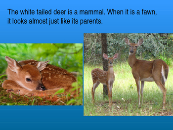 Life Cycle Of A White Tailed Deer by Anna Mennerich | TPT