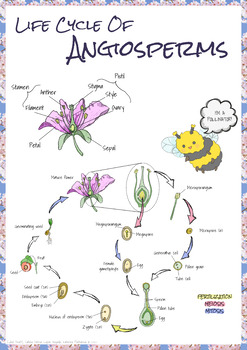 angiosperm life cycle for kids