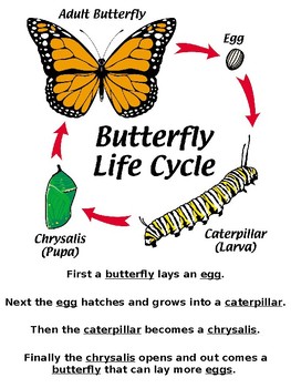 Preview of Life Cycle Poster