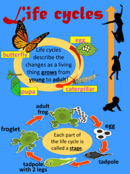 Preview of Life Cycle Poster