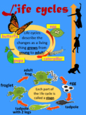 Life Cycle Poster