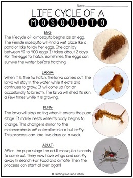 Preview of Mosquito Life Cycle Reading Passage |FREEBIE|