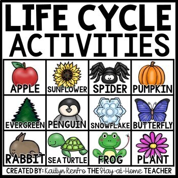 Preview of Life Cycle Activities and Worksheets | Preschool Kindergarten 1st Grade Science