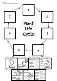 Life Cycle Sort - Plants and Deer