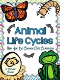 Life Cycles (Butterly, Frog, Chick, Mealworm)